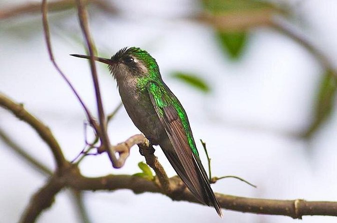Private Tour: Birdwatching Cozumel Island - What to pack for a 6:00 am Cozumel morning
