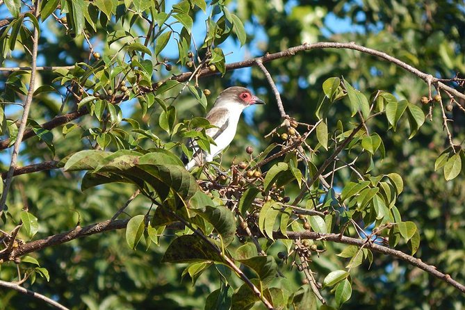 Private Tour: Birdwatching Cozumel Island - Who this private birdwatching tour is best for