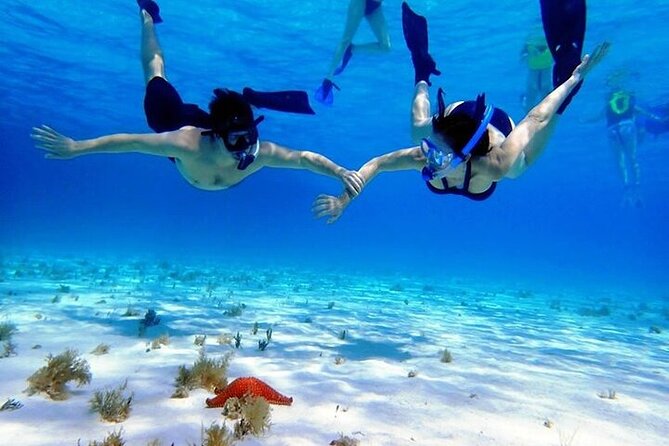 Private Tour in Cozumel El Cielo Sandbar and Reef Snorkeling - A 5-hour private Cozumel plan built around reefs and Starfish Bay