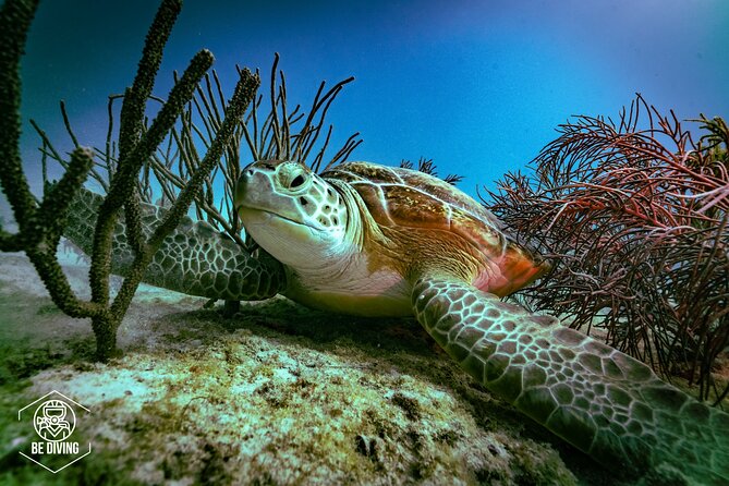 Scuba Diving in Cozumel Island - Key highlights at a glance