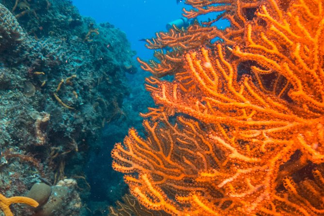 Scuba Diving in Cozumel Island - Cozumel’s reef time, with the right pace