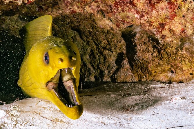 Scuba Diving in Cozumel Island - Reef sessions with max four people per instructor