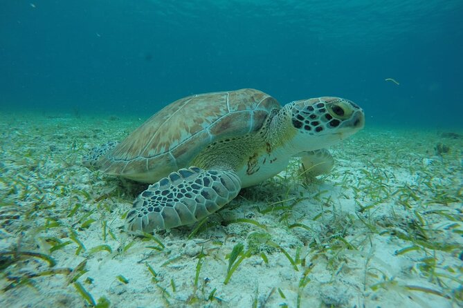 Shared Sky Snorkeling in Cozumel - What to Bring (So the Day Feels Easy)