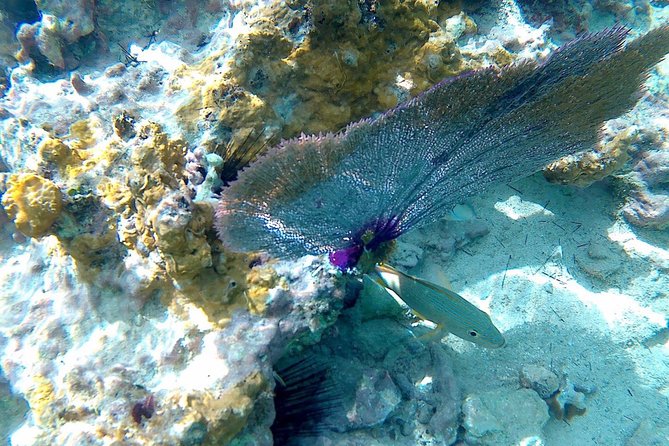 SkyReef Cozumel Snorkel & Tequila Tasting - Price and value: why this usually makes sense