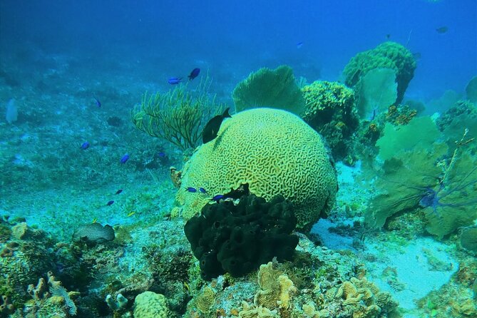 Snorkel along the coast, explore two reefs by Chivis del Mar - Stop at Paraiso Reef: Coral, Statues, and That First Big Look