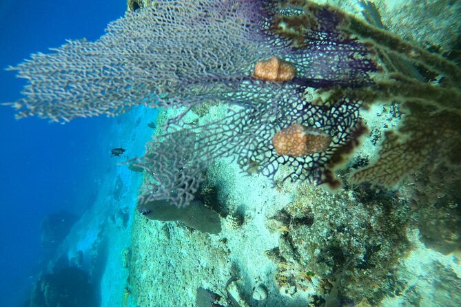 Snorkel along the coast, explore two reefs by Chivis del Mar - Drinks, Beer After Snorkeling, and the Friendly Local Touch