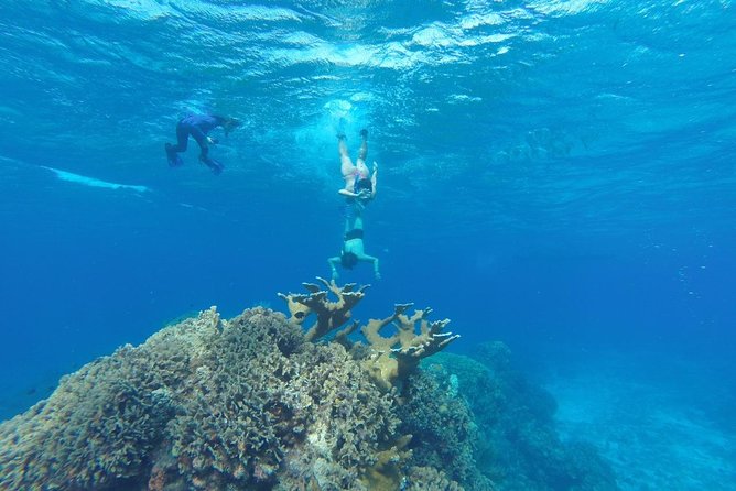 Snorkeling and Beach Club Access in Cozumel with Lunch - Key highlights you’ll actually care about