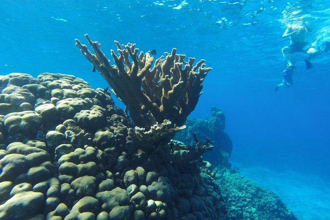 Snorkeling and Beach Club Access in Cozumel with Lunch - Gear, safety, and the comfort factor for beginner snorkelers