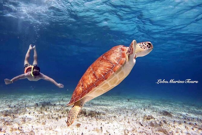 Star and Turtle Sanctuary Snorkeling Tour in Cozumel - Key highlights to know before you go