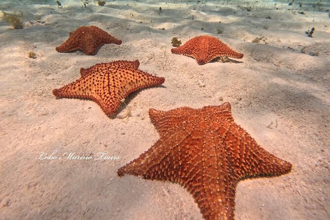 Star and Turtle Sanctuary Snorkeling Tour in Cozumel - Meeting at Lobo Marino in San Miguel and what the day feels like