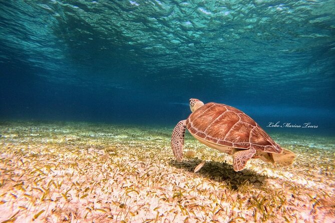 Star and Turtle Sanctuary Snorkeling Tour in Cozumel - Turtle Sanctuary stop: how to watch without changing the moment