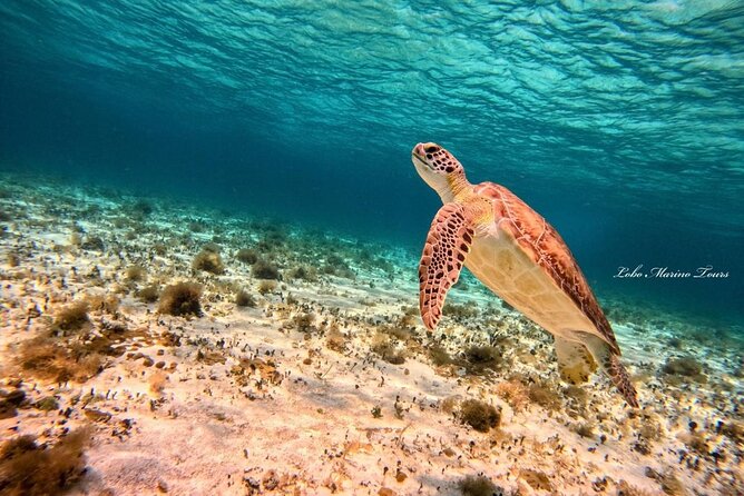 Star and Turtle Sanctuary Snorkeling Tour in Cozumel - Sky stop and the chance for stars and mantas