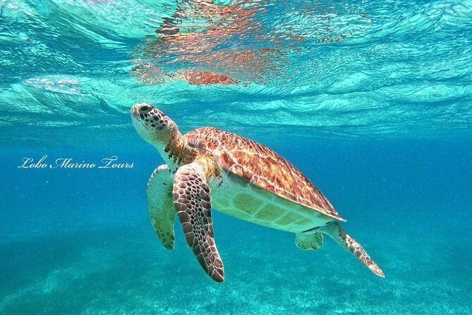 Star and Turtle Sanctuary Snorkeling Tour in Cozumel - Gear, life jacket, and the long-sleeve sun rule