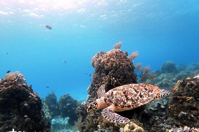 Starfish, Stingrays and the Turtle Sanctuary Snorkel Tour - Stop-by-stop: what you are likely to see from El Cielo to the reef parks