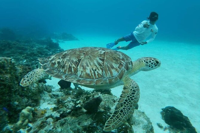 Starfish, Stingrays and the Turtle Sanctuary Snorkel Tour - Starfish, stingrays, and turtles: where you will get the best moments