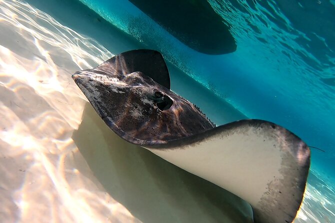Starfish, Stingrays and the Turtle Sanctuary Snorkel Tour - How long you are actually on the boat versus in the water
