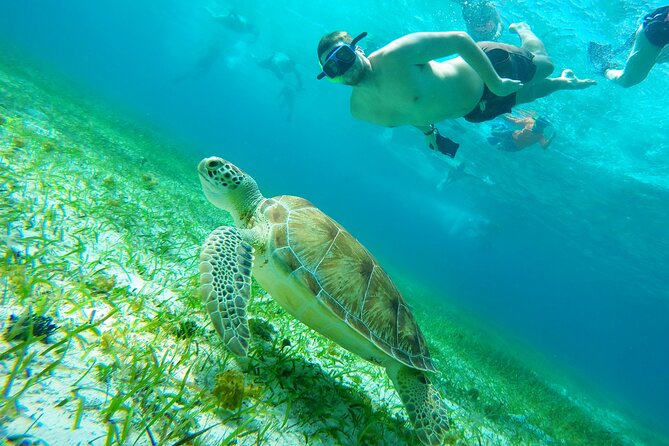 Starfish, Stingrays and the Turtle Sanctuary Snorkel Tour - Meeting point at Marina Cozumel: get there early and plan a short taxi ride