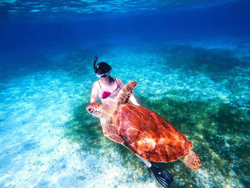 The Cozumel Turtle Sanctuary Snorkel Tour - Who this tour fits best, and who should look elsewhere