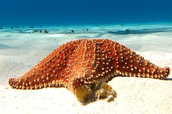 The Cozumel Turtle Sanctuary Snorkel Tour - Snorkeling stops: how to think about them before you jump in
