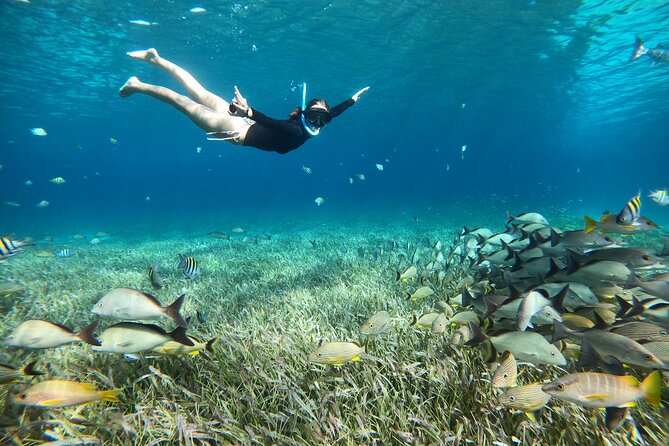 The Cozumel Turtle Sanctuary Snorkel Tour - Price and value: what you pay, what you still might owe