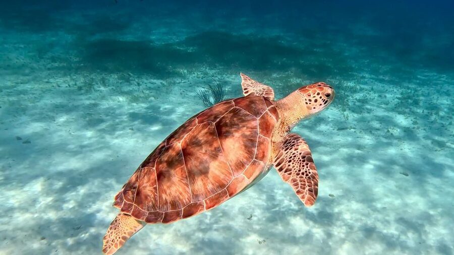 The Cozumel Turtle Sanctuary Snorkel Tour - What to bring, and what to skip so the tour can run smoothly