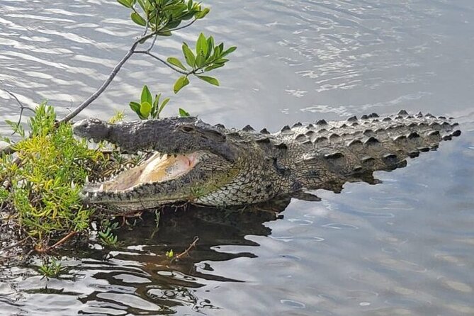 Tour to Cozumel Eco Nature Escape and Otoch Mayan Experience - Food and Drinks: What Lunch Includes, and What You Should Not Assume