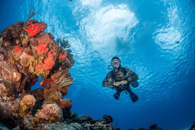 Try Scuba Diving - No previous experience! - First-Time Scuba in Cozumel, Without Needing Gear Shopping