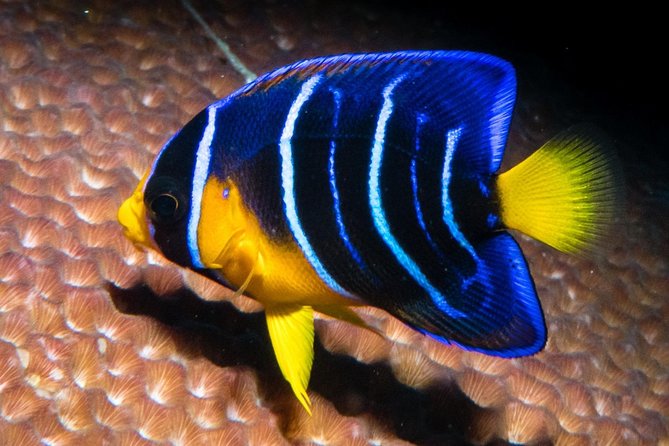Try Scuba Diving - No previous experience! - Timing in Cozumel: Starting at 10:00 AM and Finishing With Daylight