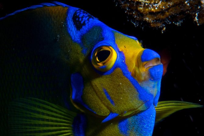 Try Scuba Diving - No previous experience! - Should You Book This Cozumel Try Scuba Experience?